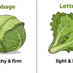 difference between cabbage and lettuce