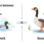 difference between duck and goose