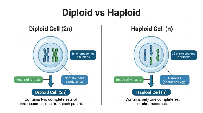 difference between diploid and haploid