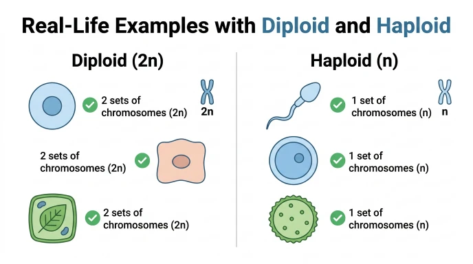 Real-Life Examples with Diploid and Haploid
